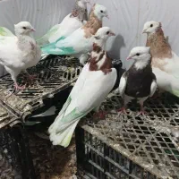 طوقی|پرنده|یاسوج, |دیوار