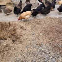 حیوانات‌خانگی