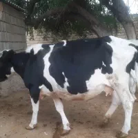 گاو ۷ماه  آبستن