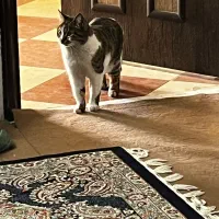 واگزاری|گربه|زرند, |دیوار