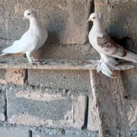 کبوتر گره درجای|پرنده|میناب, |دیوار