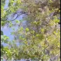 باغچه در ازغد