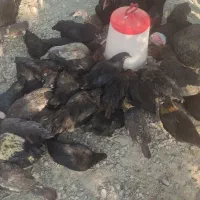 ۲۰ عدمرغ قلم سبز آماده تخم گذاری|حیوانات مزرعه|شاهدشهر, |دیوار