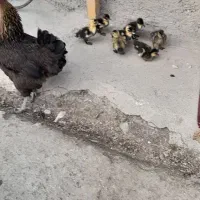 کلشکن با ۷ عدد جوجه اردک|حیوانات مزرعه|گوراب زرمیخ, |دیوار