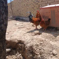 تعدادی مرغ وخروس  جوان