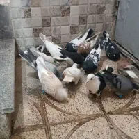 کفتر