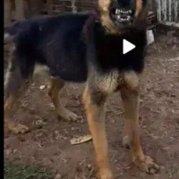 ژرمن دوبرمن دو رگه