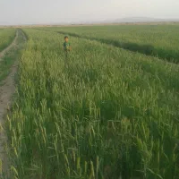 زیره سبز ارگانیک باکیفیت زیره ز