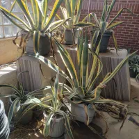 گل آگاو ابلق ۸ ساله