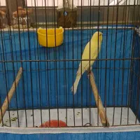 قناری نرسفت وشلاقی درشت