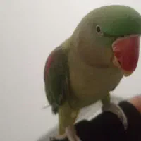 شاه طوطی سوپر رام ( فروش فوری )|پرنده|بوئین و میاندشت, |دیوار