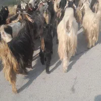 ۹۰ راس بز ترکی کهره دار و آبستن گلون گرم و میش