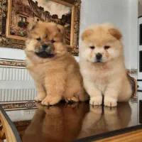 چاوچاو نرو ماده|سگ|رباطکریم, رباطکریم|دیوار