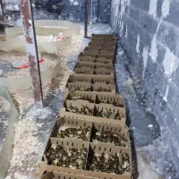 فروش جوجه بلدرچین اصل ژاپنی|حیوانات مزرعه|اطاقور, |دیوار