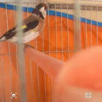 سهره فروش یا معاوضه|پرنده|شاهینشهر, حافظ شمالی|دیوار