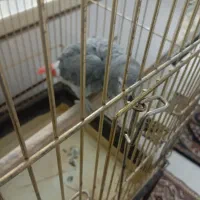 کاسکو دم قرمز