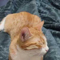 واگذاری گربه