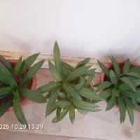 گلهای زیبا|گل و گیاه طبیعی|تبریز, |دیوار