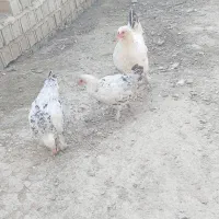 فروش مرغ و خروس محلی و برهما و گلین|حیوانات مزرعه|ساری, |دیوار