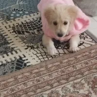 میکس|سگ|گلبهار, شهر جدید گلبهار|دیوار