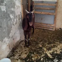 بز پاکستانی و زاییده