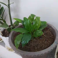 گل بهاری گل رشده قیمت 150هزار