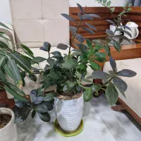 گل آپارتمانی