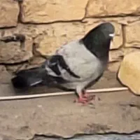 کفتر معاوضه با ماده|پرنده|مشکین‌دشت, |دیوار