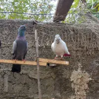 کبوتر ماده کله دم سبز|پرنده|رشت, فرزانه|دیوار