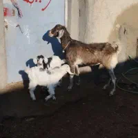 فروش بز با دوتا بزغاله|حیوانات مزرعه|اردبیل, |دیوار