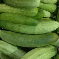 خیار محلی تازه چین