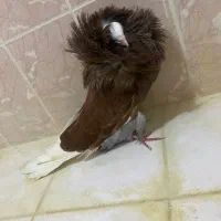 کبوتر شامپیون|پرنده|بهشهر, |دیوار