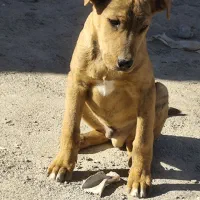 سگ پیتبول نژاد خوب ۲ماه هست با تغذیه سالم|سگ|نیشابور, گنبد سبز|دیوار