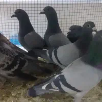 کبوتر|حیوانات|اصفهان, بهارستان|دیوار