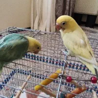 جوجه نرمه خور طوطی کوتوله برزیلی پاربلو|پرنده|صدرا-فارس, فاز ۱|دیوار