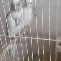 فروش مغازه کوچک پرنده