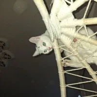 واگزاری گربه|گربه|فولادشهر, B1|دیوار