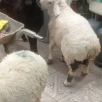 بره نر