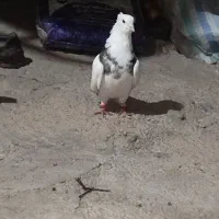 باسلام ۳عدد کفتر برای فروش باهم هستن|پرنده|شوشتر, |دیوار