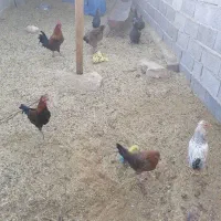 فروش مرغ محلی با خروس وبقلمو