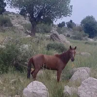 فروشی معاوضه با بز و میش