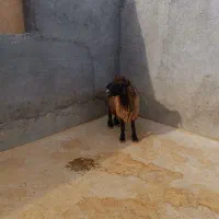 گوسفند