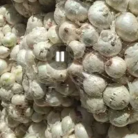 پیاز درشت