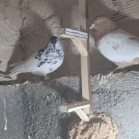 ۲۵عدد نروماده نصف نر نصف ماده هوایی زدوخورد بشرط