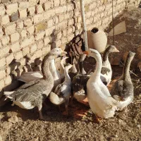 باسلام،۹عدد غاز و قوغاز|حیوانات مزرعه|بزینه رود, |دیوار