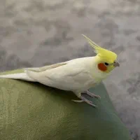 طوطی گمشده آسایش۵