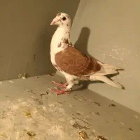 پشت گراف آلمانی. زرد کرمونی