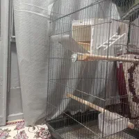 قفس بزرگ|لوازم جانبی حیوانات|رباط‌کریم, رباط‌کریم|دیوار