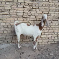 سلام یه عدد بز پاکستانی
