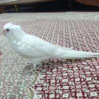 عروس هلندی آلبینو